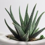 Shallow Focus Photo of Aloe Vera Plants